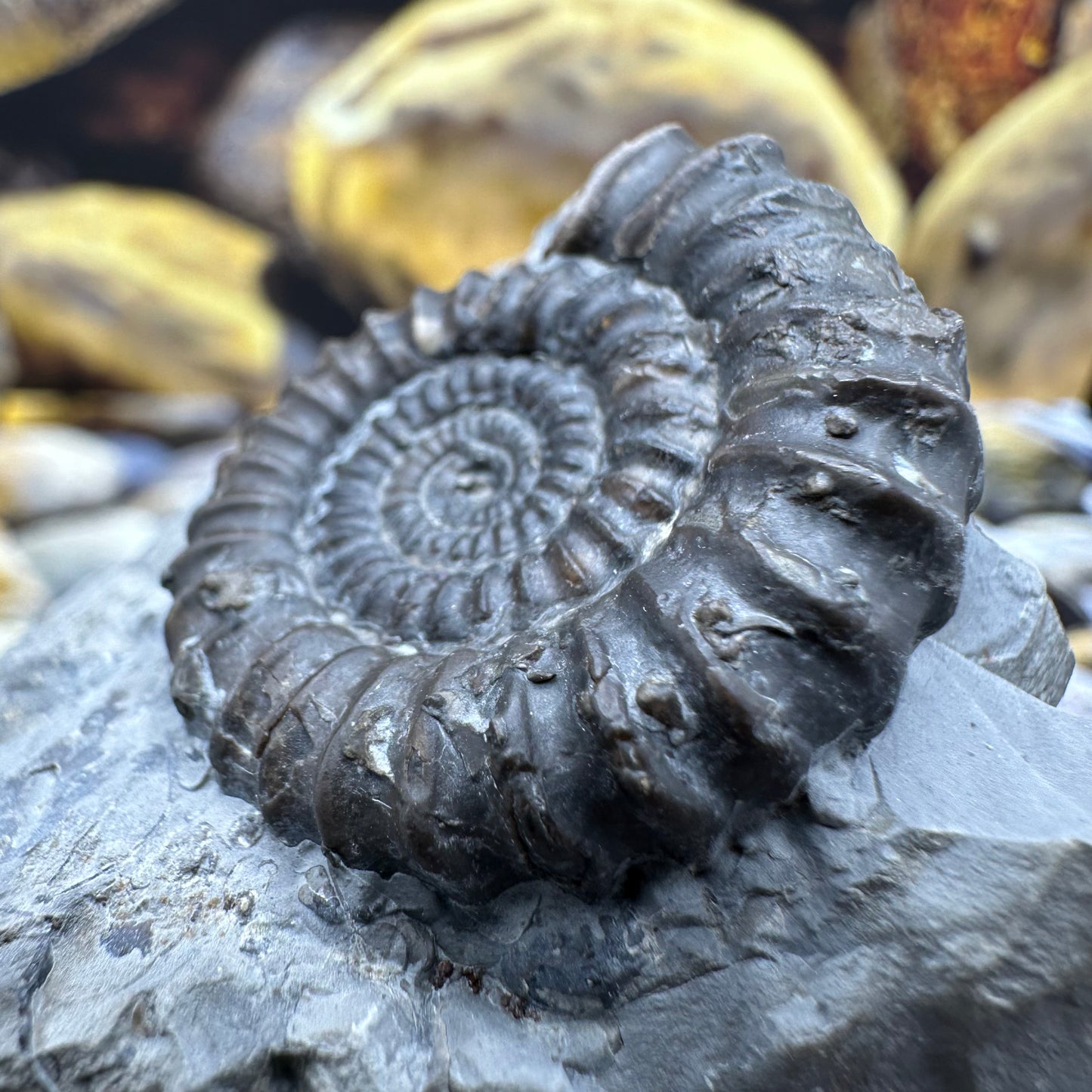 Gagaticeras finitimum ammonite fossil - Whitby, North Yorkshire