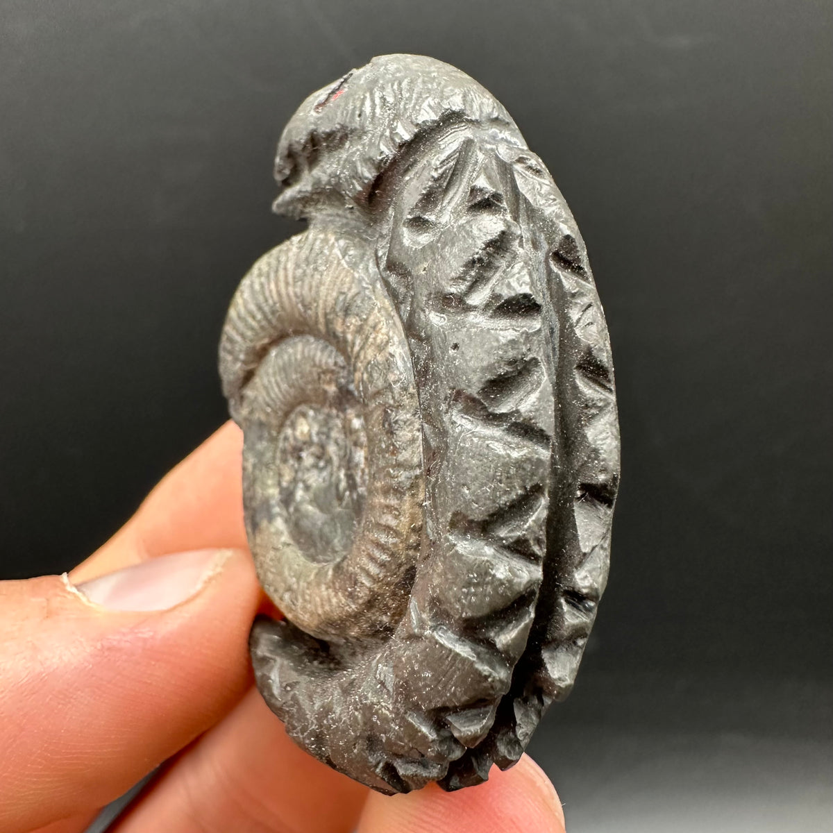 Snakestone Ammonite Fossil With Bag/Box And Stand - Whitby, North Yorkshire Jurassic Coast Yorkshire Fossils
