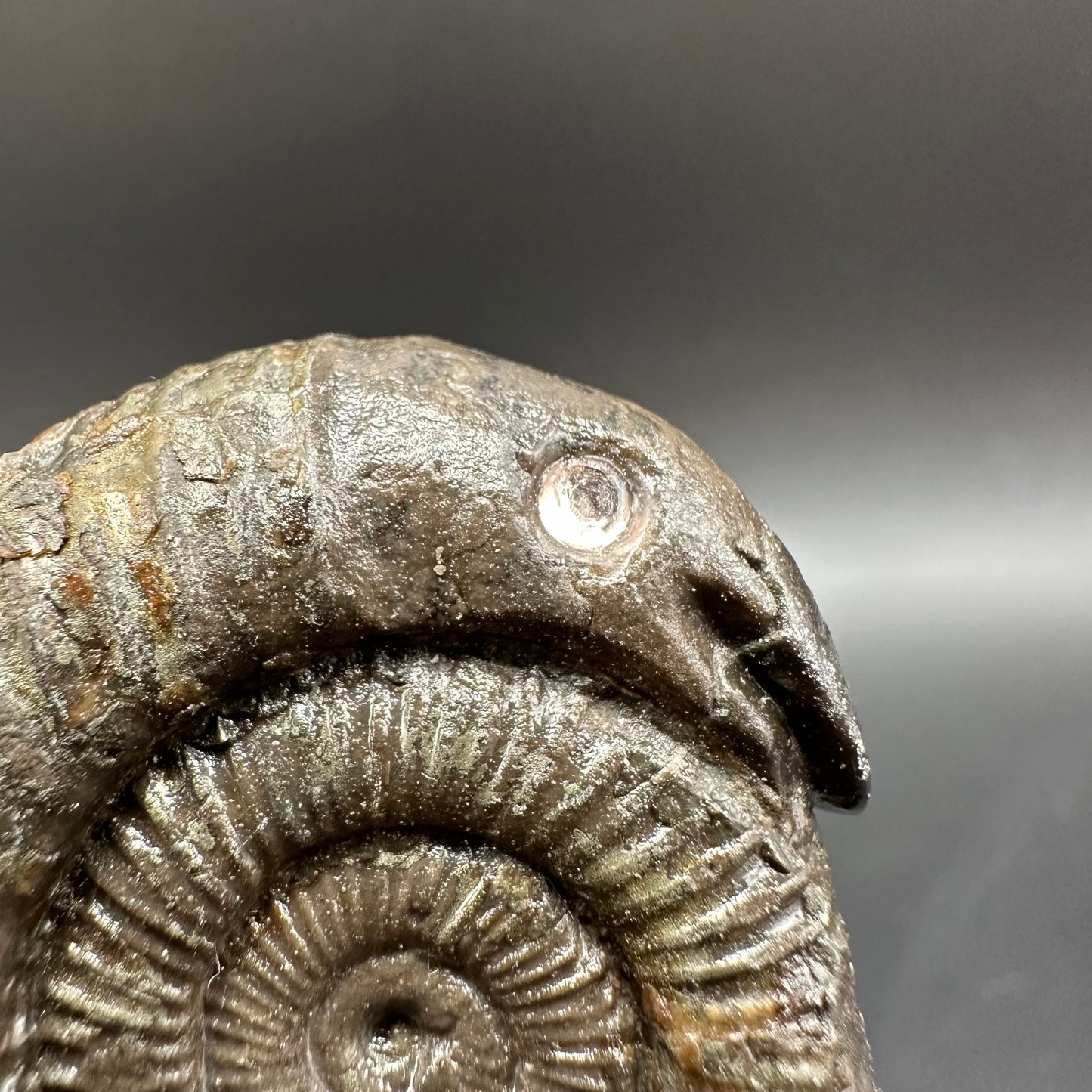 Snakestone Ammonite Fossil With Bag/Box And Stand - Whitby, North Yorkshire Jurassic Coast Yorkshire Fossils