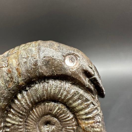 Snakestone Ammonite Fossil With Bag/Box And Stand - Whitby, North Yorkshire Jurassic Coast Yorkshire Fossils