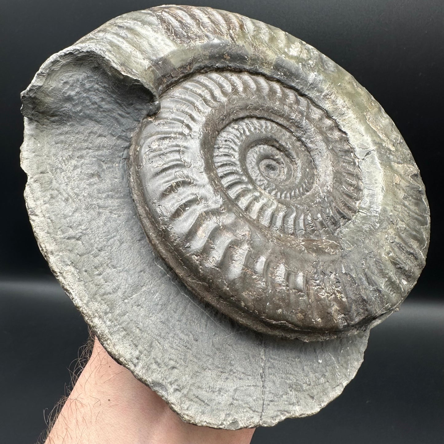 Hildoceras lusitanicum Ammonite fossil - Whitby, North Yorkshire, Jurassic Coast, Yorkshire Fossils from the Jurassic Coast