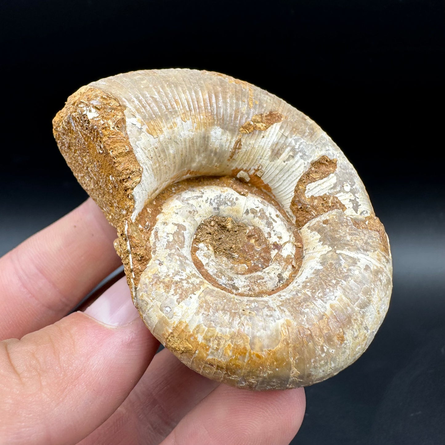Lytoceras Ammonite Fossil With Box And Stand - Cretaceous Ammonite Madagascar