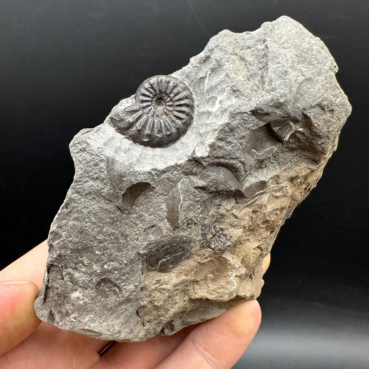 Amaltheus subnodosus Ammonite fossil with stand - Whitby, North Yorkshire Jurassic Coast Yorkshire Fossils