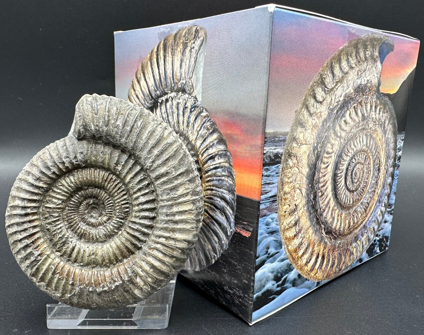 Dactylioceras Ammonite Fossil With Box And Stand - Whitby, North Yorkshire Jurassic Coast Yorkshire Fossils