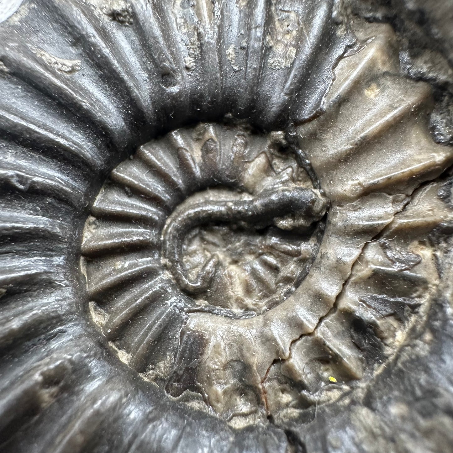 Asteroceras Ammonite fossil with box and stand - Whitby, North Yorkshire Jurassic Coast Yorkshire Fossils