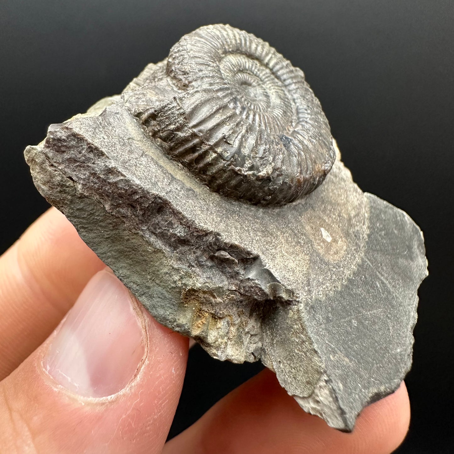 Dactylioceras Ammonite Fossil Gift Set - Whitby, North Yorkshire Jurassic Coast Yorkshire Fossils