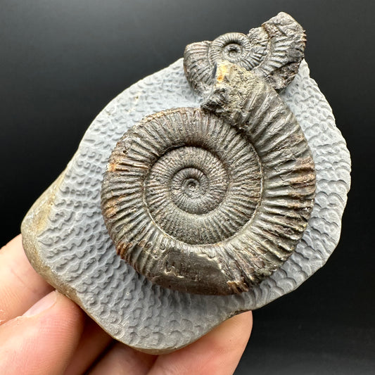 Dactylioceras Ammonite Fossil With Stand - Whitby, North Yorkshire Jurassic Coast Yorkshire Fossils