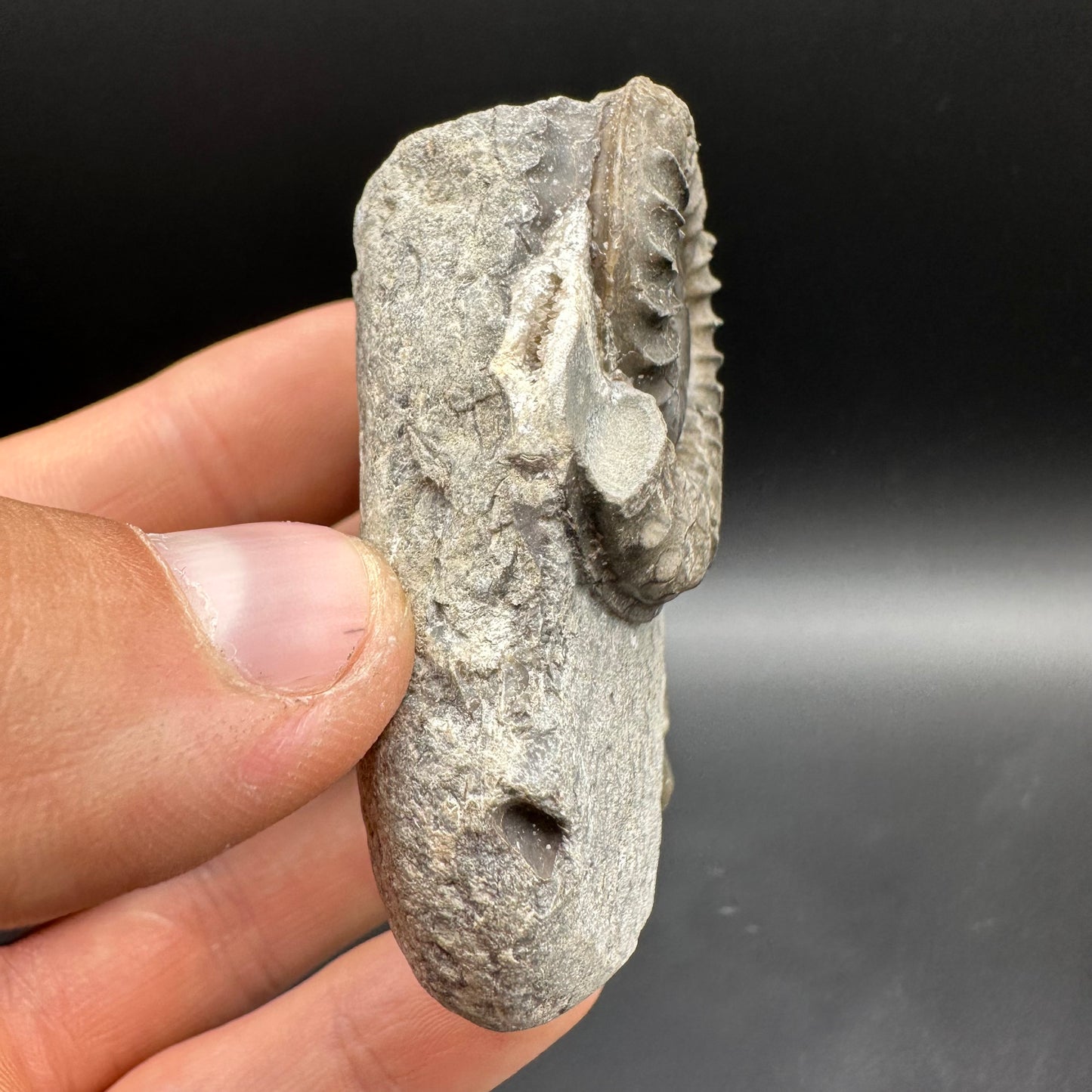 Arnioceras ammonite shell fossil with box and stand - Whitby, North Yorkshire Jurassic Coast Yorkshire Fossils