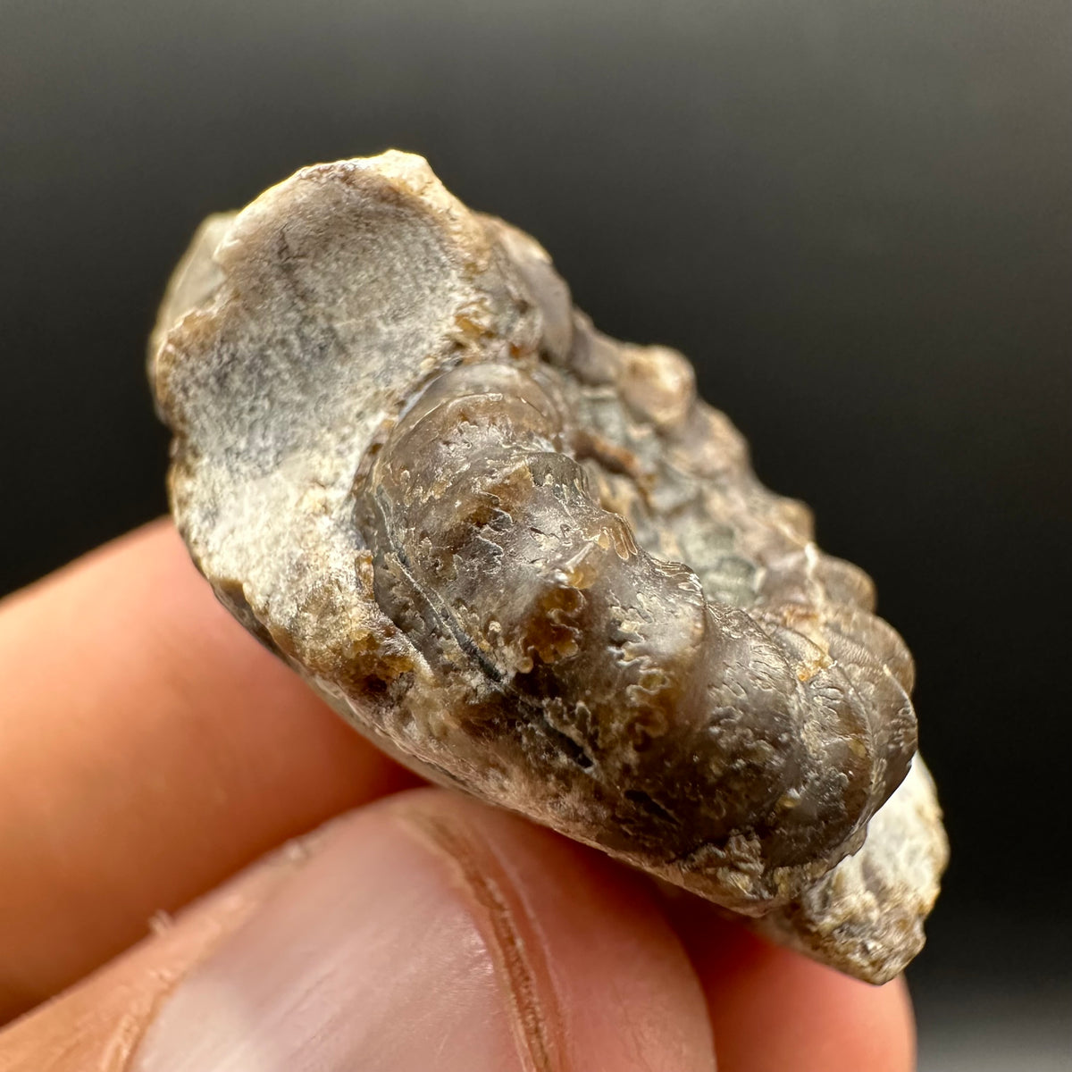 Androgynoceras maculatum ammonite fossil with stand - Whitby, North Yorkshire Jurassic Coast Yorkshire Fossils