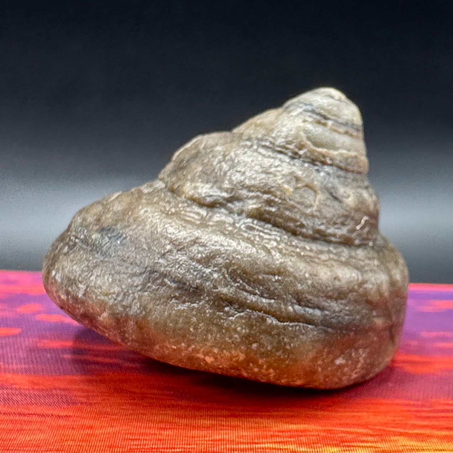 Gastropod Fossil Shell - Whitby, North Yorkshire, Jurassic Coast, Yorkshire Fossils