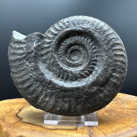 Hildoceras lusitanicum Ammonite fossil with stand - Whitby, North Yorkshire, Jurassic Coast, Yorkshire Fossils from the Jurassic Coast