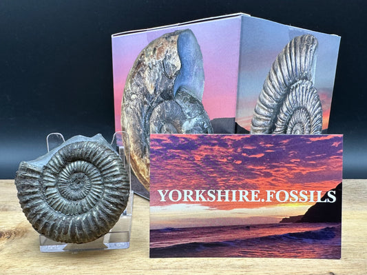 Dactylioceras Ammonite Fossil With box and Stand - Whitby, North Yorkshire Jurassic Coast Yorkshire Fossils