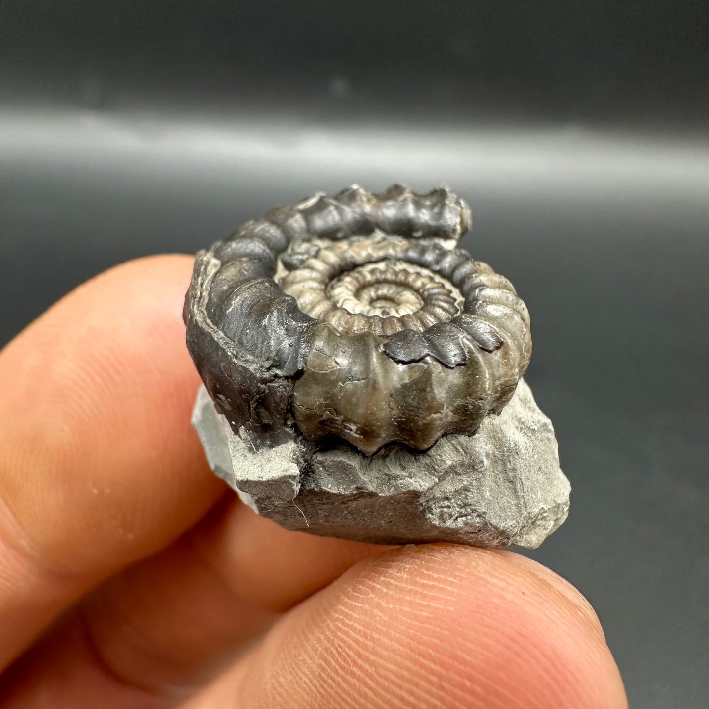 Gagaticeras Ammonite fossil with box and stand - Whitby, North Yorkshire Jurassic Coast Yorkshire Fossils