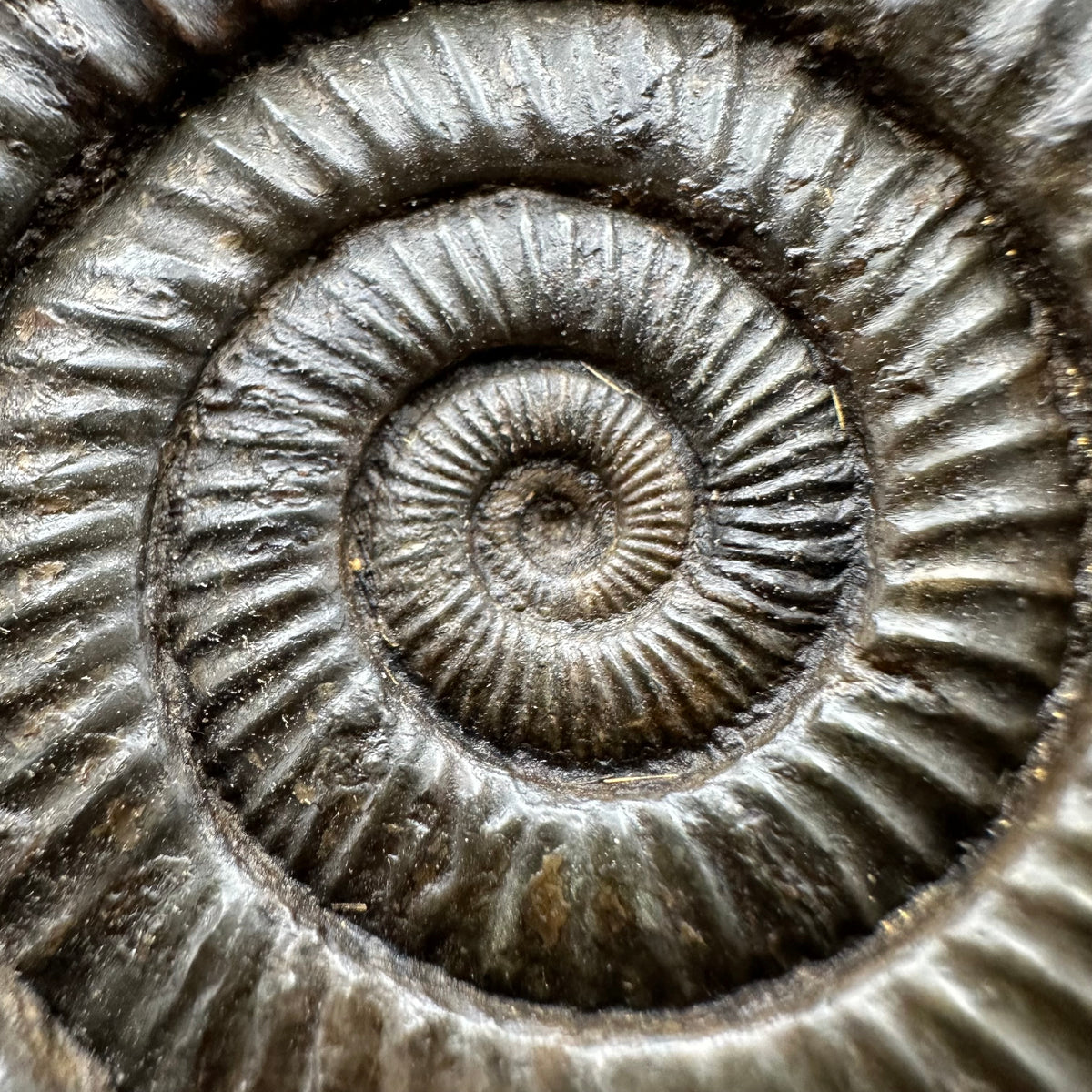 Dactylioceras Ammonite Fossil With box and Stand - Whitby, North Yorkshire Jurassic Coast Yorkshire Fossils