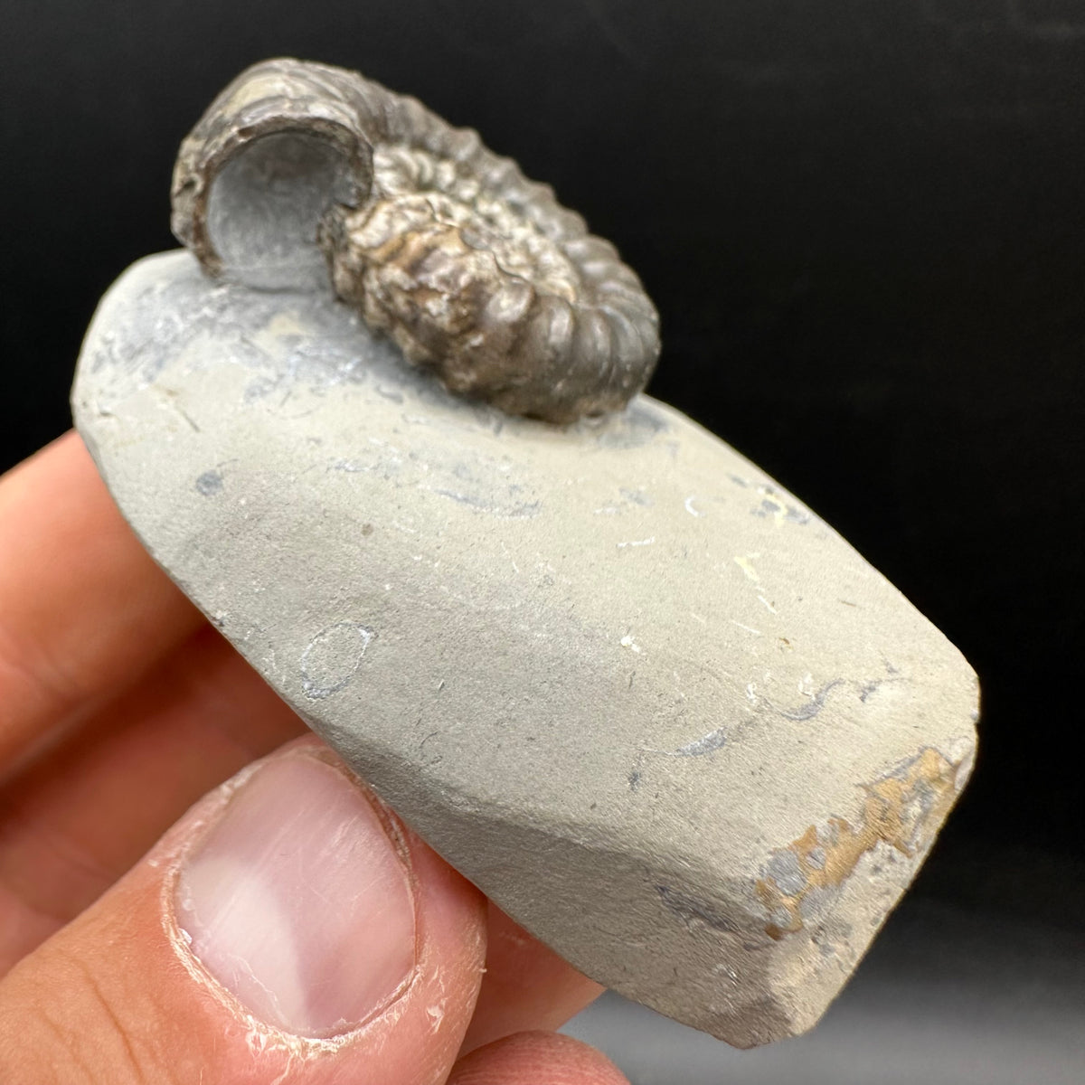 Gagaticeras Ammonite fossil with box and stand - Whitby, North Yorkshire Jurassic Coast Yorkshire Fossils