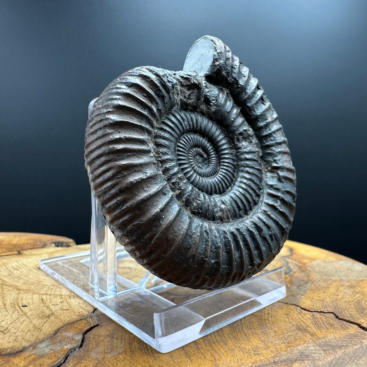 Dactylioceras Ammonite Fossil With box and Stand - Whitby, North Yorkshire Jurassic Coast Yorkshire Fossils
