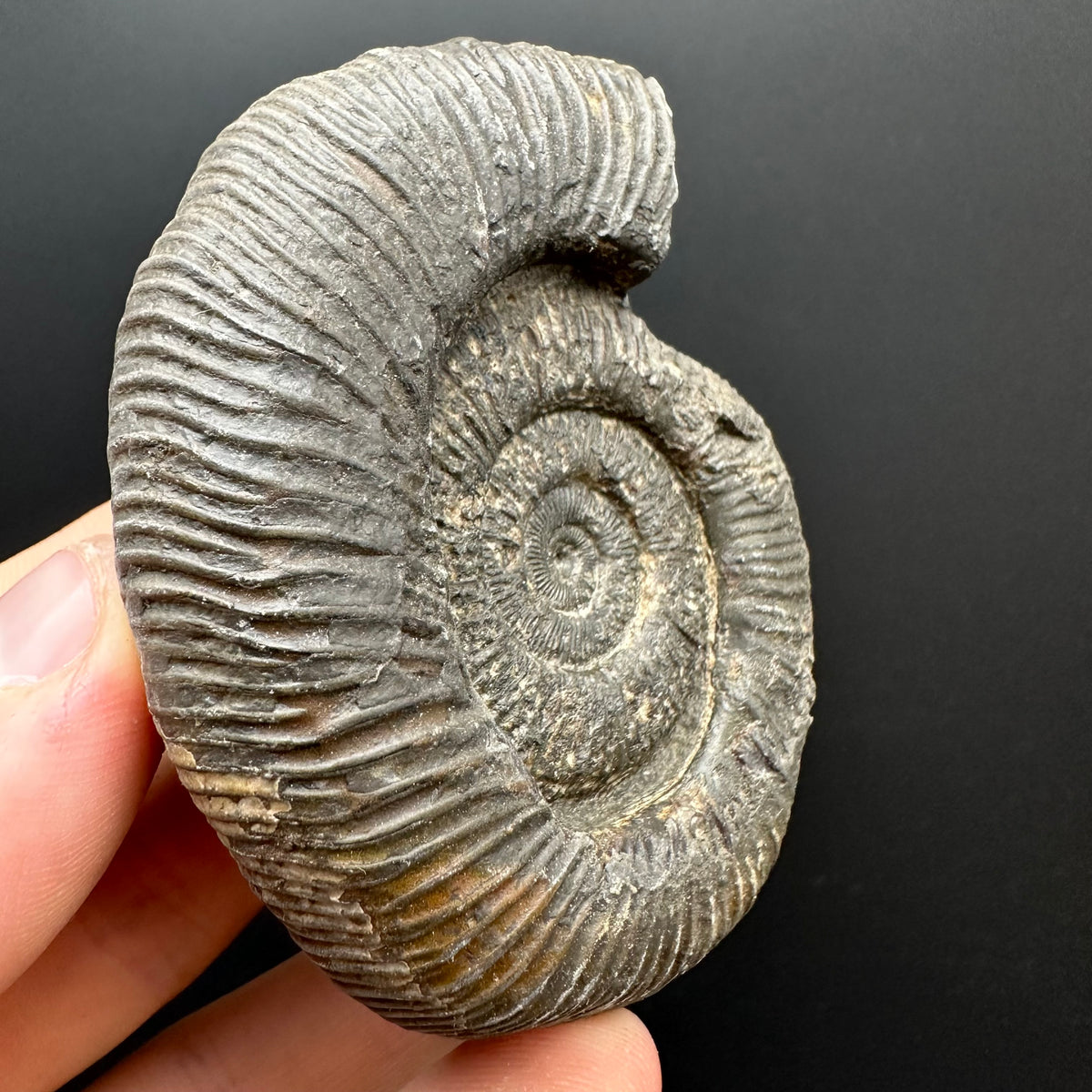 Dactylioceras Ammonite Fossil With box and Stand - Whitby, North Yorkshire Jurassic Coast Yorkshire Fossils