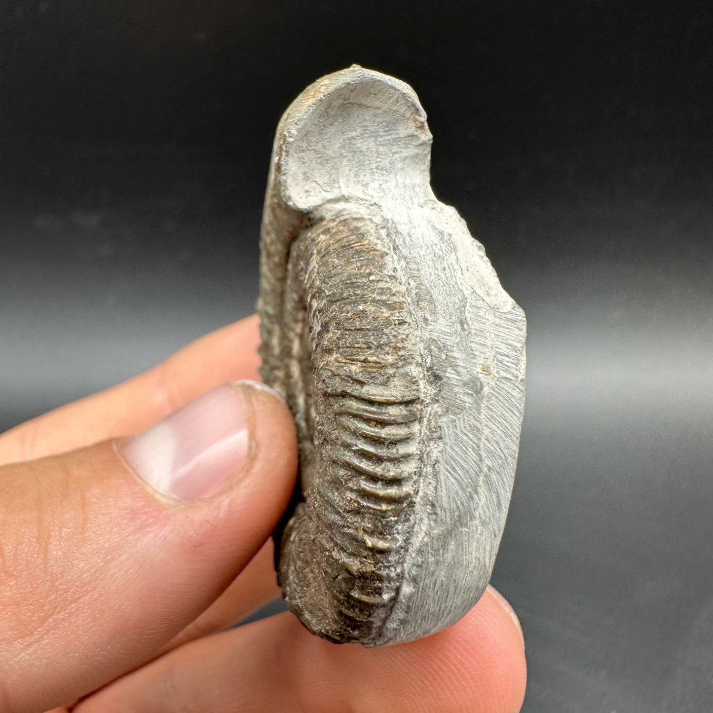 Dactylioceras Ammonite Fossil With box and Stand - Whitby, North Yorkshire Jurassic Coast Yorkshire Fossils