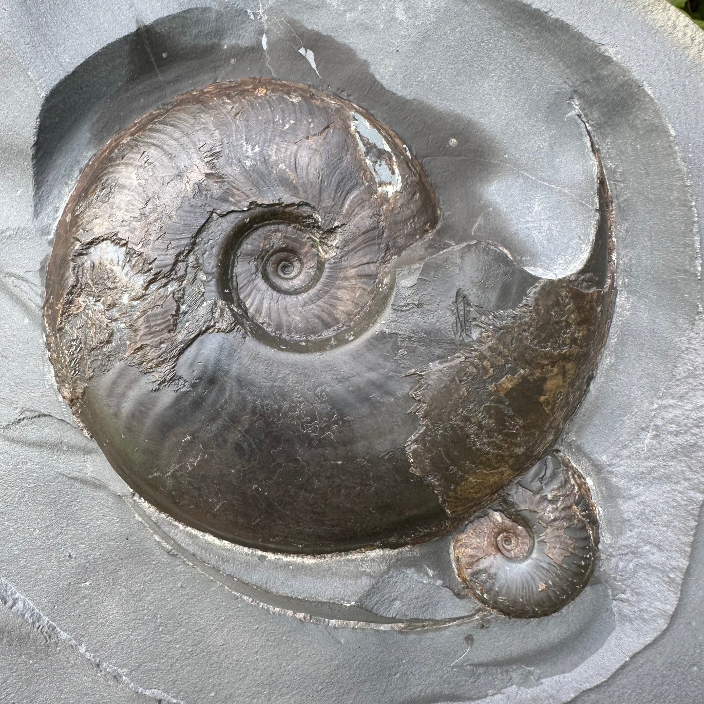 Our Largest Golden Egg! (GENUINE) Ammonite Fossil With Stand - Whitby, North Yorkshire Jurassic Coast Yorkshire Fossils