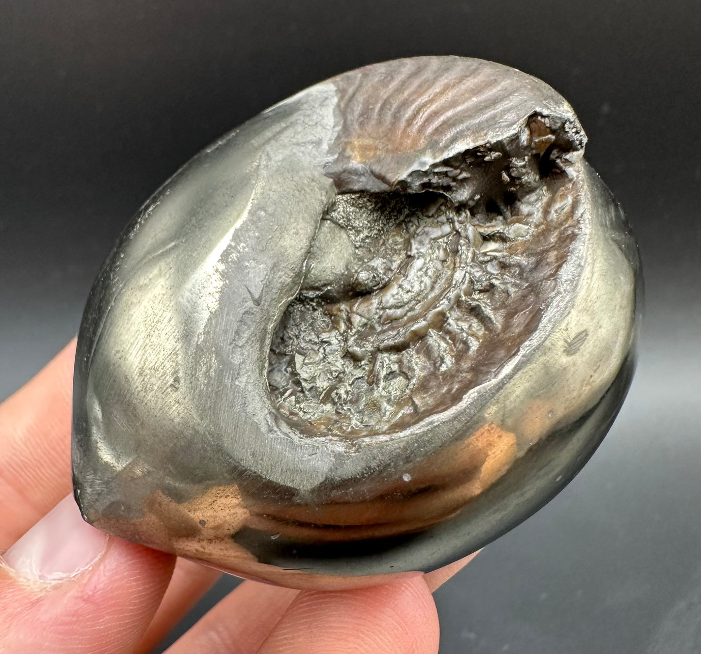 Golden Egg (GENUINE) Ammonite Fossil With Stand - Whitby, North Yorkshire Jurassic Coast Yorkshire Fossils