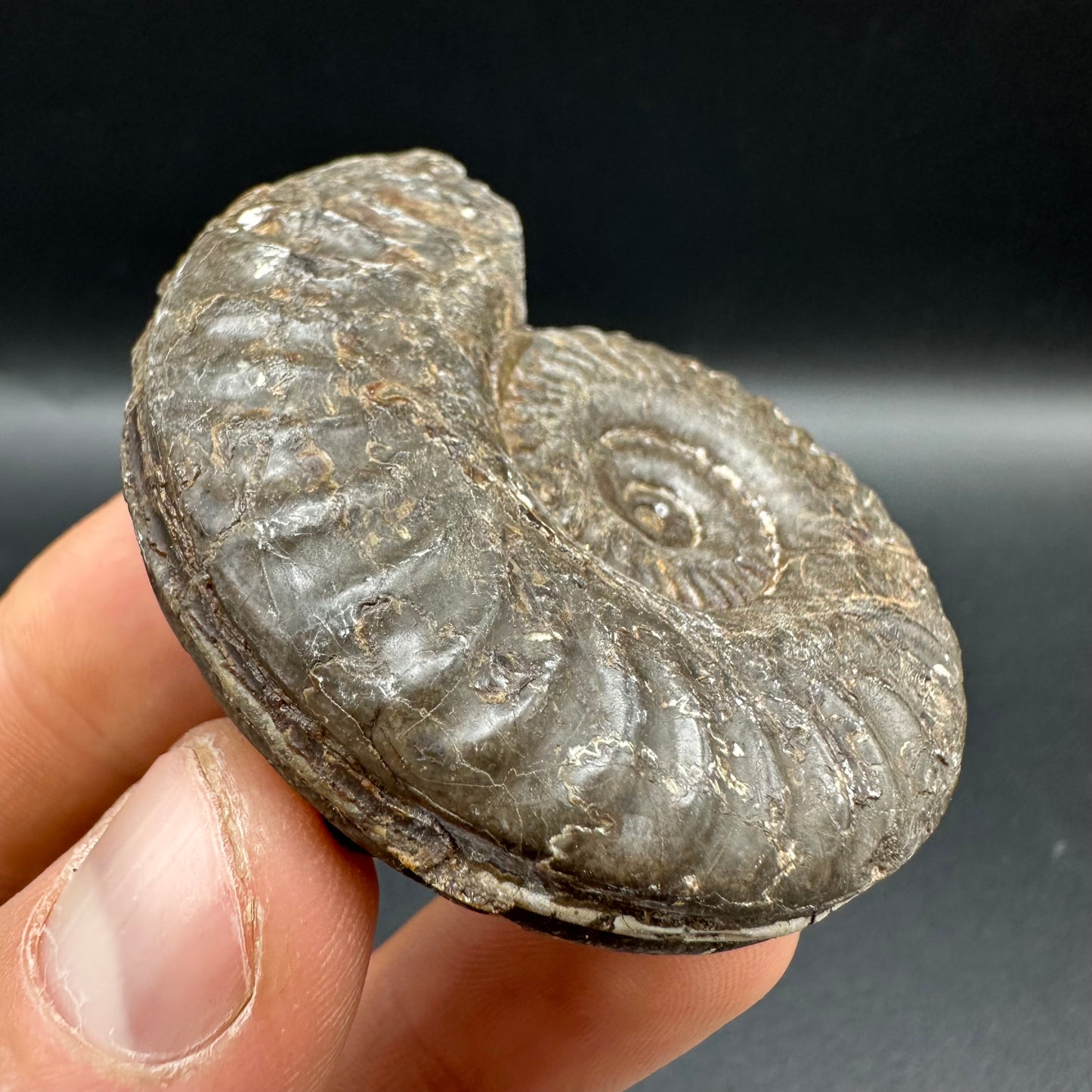 Hildoceras lusitanicum Ammonite fossil with box and stand - Whitby, North Yorkshire, Jurassic Coast, Yorkshire Fossils from the Jurassic Coast