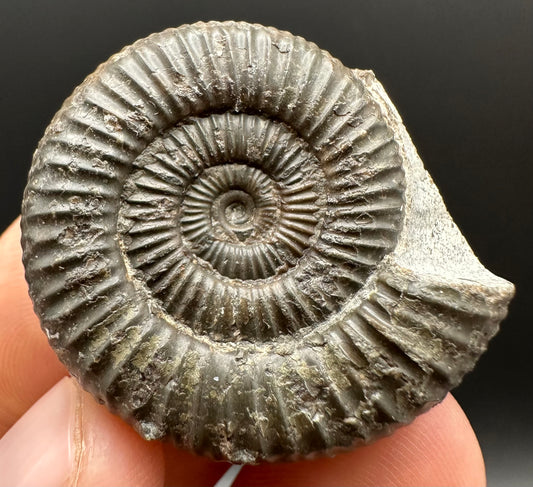 Dactylioceras Ammonite Fossil Gift Set - Whitby, North Yorkshire Jurassic Coast Yorkshire Fossils