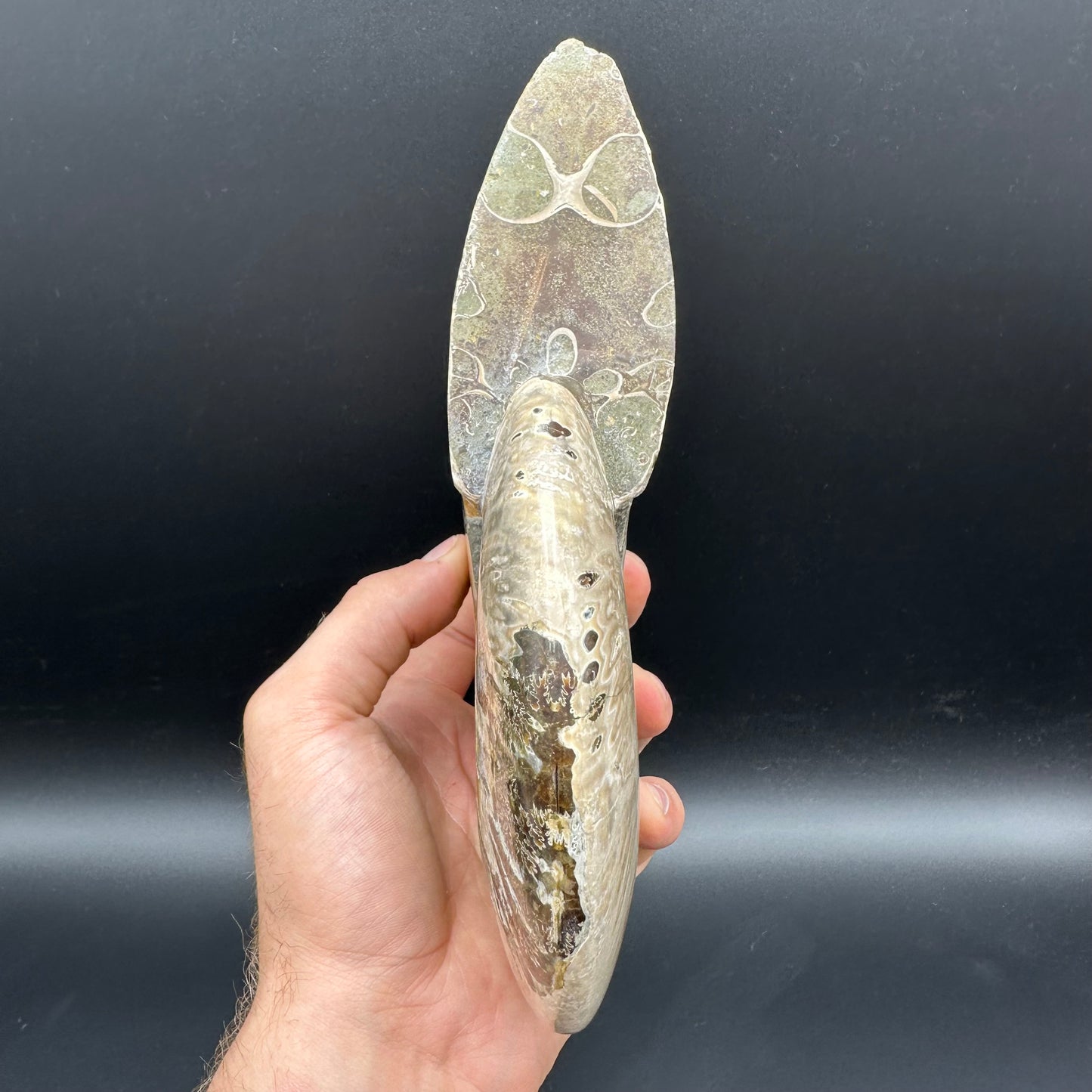 Cleoniceras Ammonite Fossil With Stand - Cretaceous Ammonite Madagascar