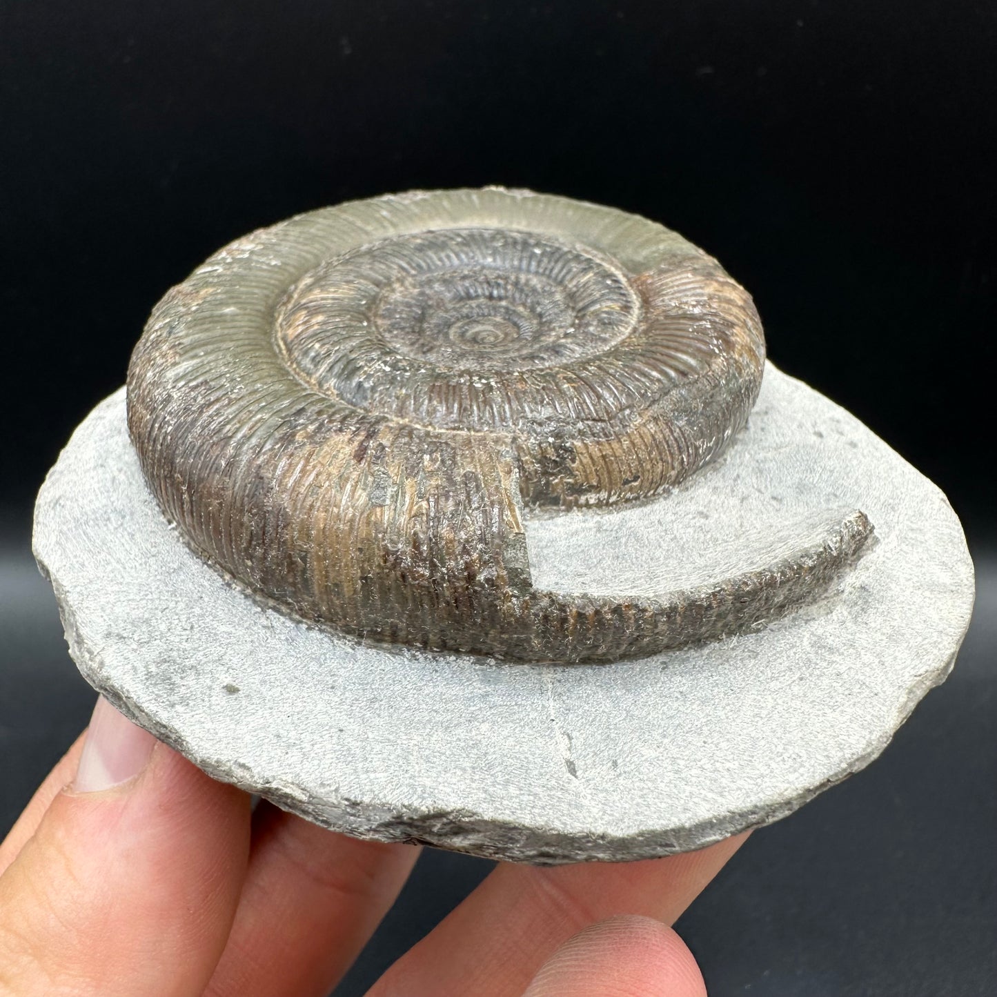 Dactylioceras tenuicostatum Ammonite fossil with box and stand - Whitby, North Yorkshire Jurassic Coast