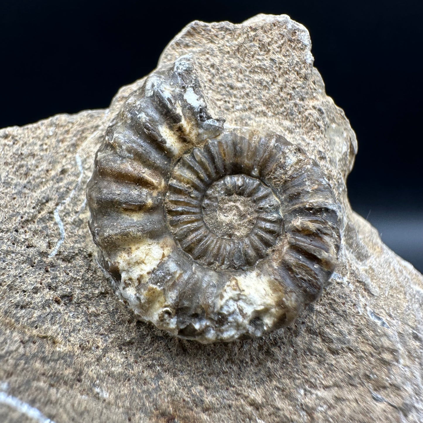 Androgynoceras capricornus Ammonite fossil with box and stand - Whitby, North Yorkshire Jurassic Coast Yorkshire Fossils