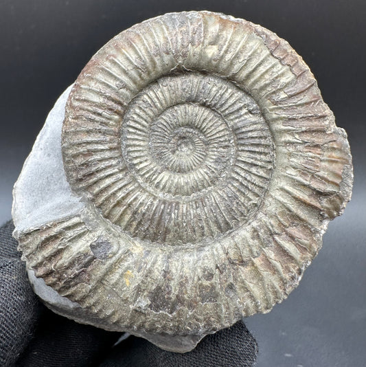 Dactylioceras Ammonite Fossil With Box And Stand - Whitby, North Yorkshire Jurassic Coast Yorkshire Fossils