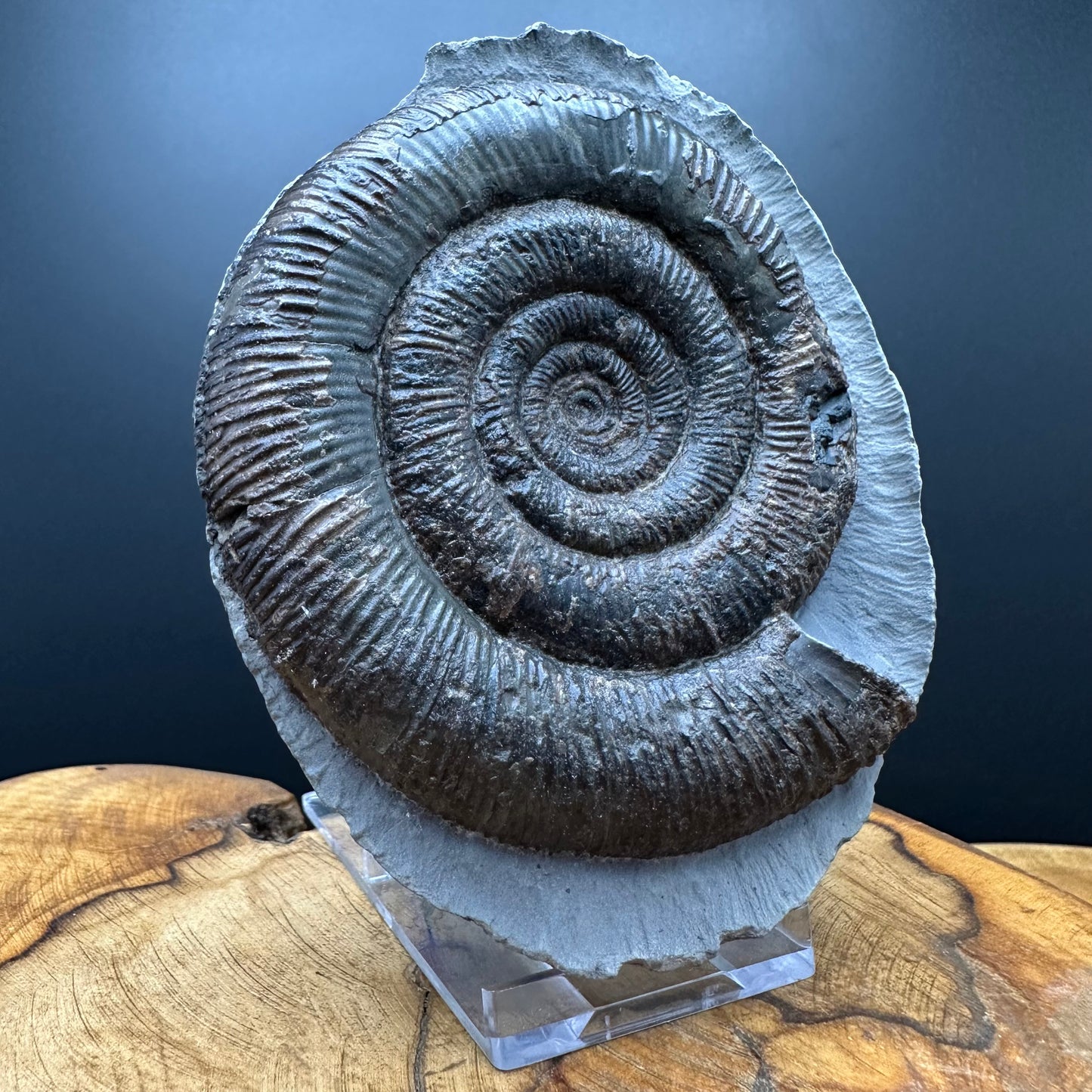 Dactylioceras tenuicostatum Ammonite fossil with box and stand - Whitby, North Yorkshire Jurassic Coast
