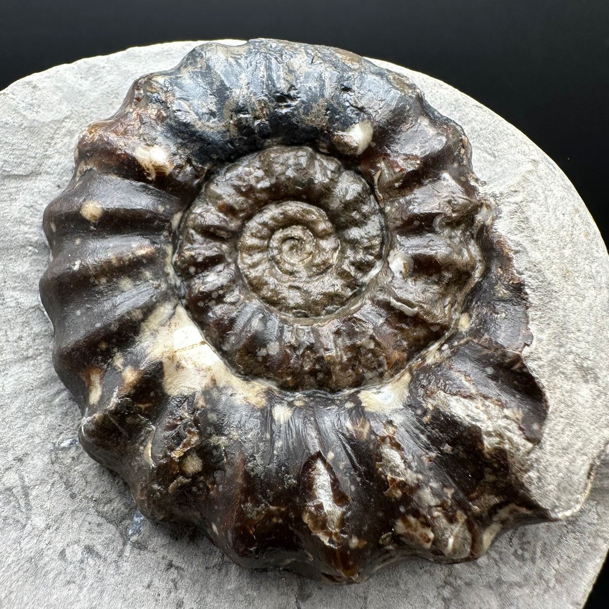 Androgynoceras maculatum ammonite fossil with stand - Whitby, North Yorkshire Jurassic Coast Yorkshire Fossils