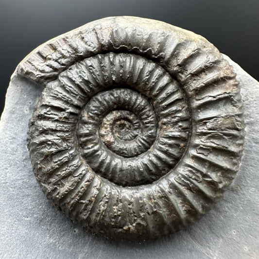 Dactylioceras Ammonite Fossil With box and Stand - Whitby, North Yorkshire Jurassic Coast Yorkshire Fossils