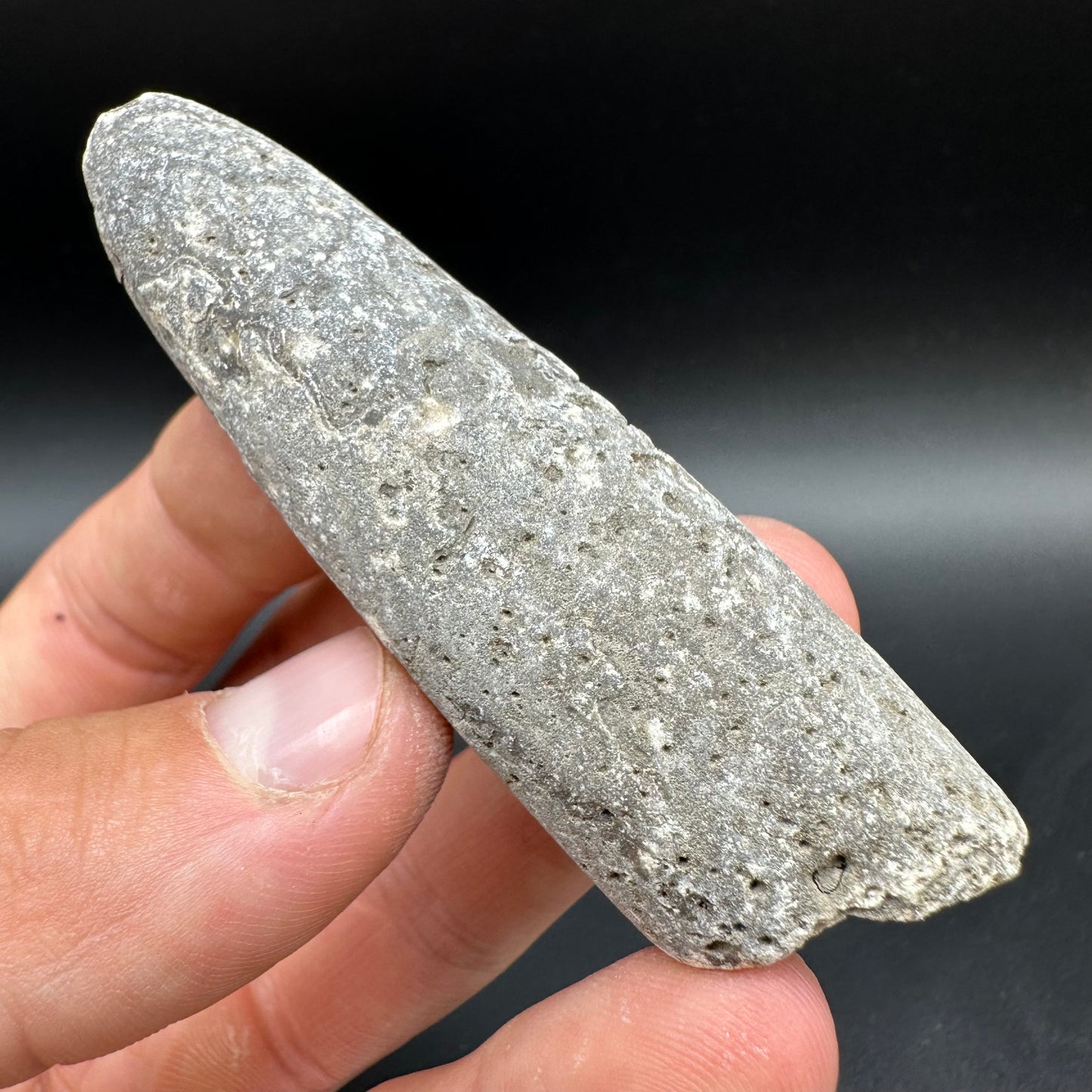Belemnite (Fossil Squid) shell fossil - Whitby, North Yorkshire Jurassic Coast Yorkshire Fossils