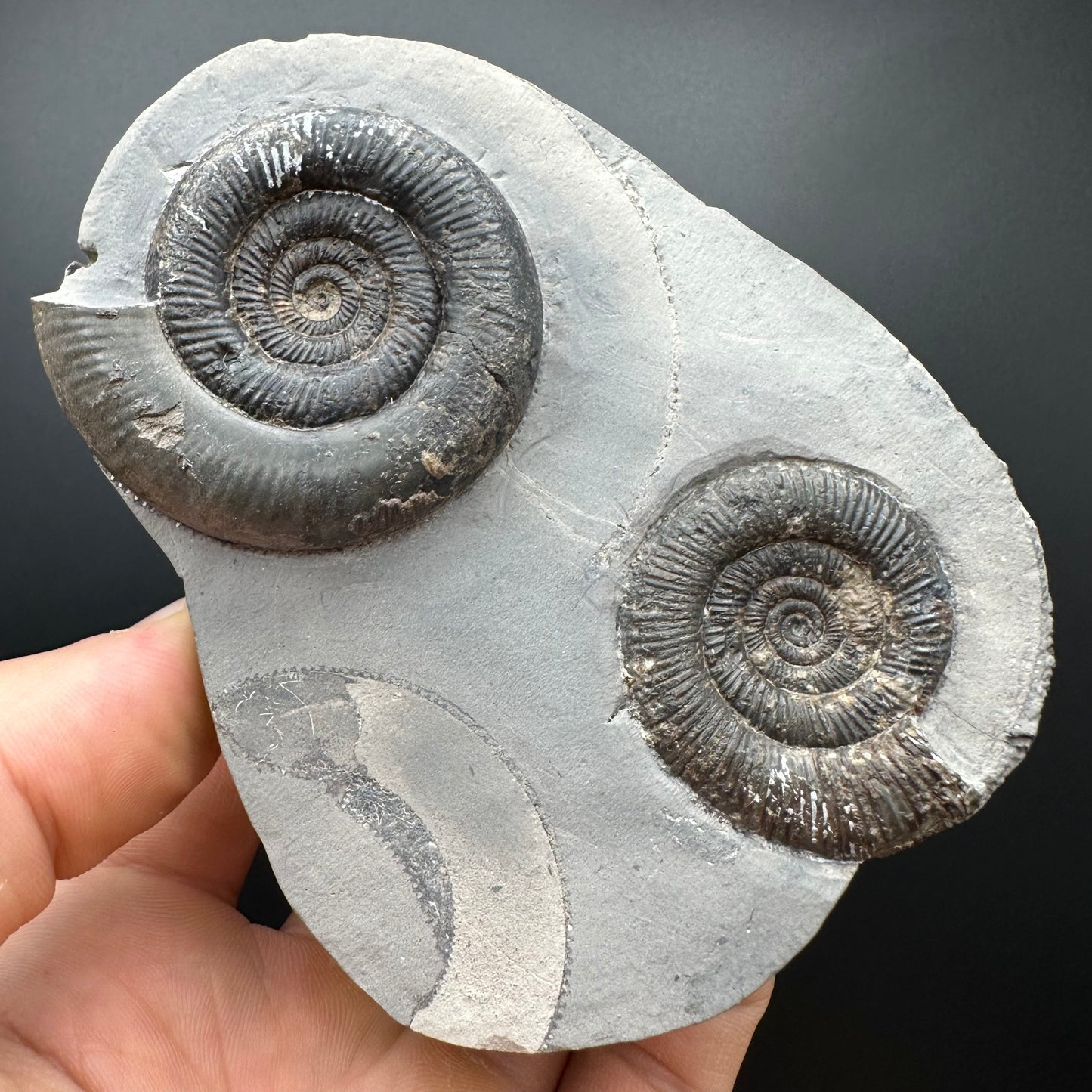 Dactylioceras tenuicostatum Ammonite fossil with box and stand - Whitby, North Yorkshire Jurassic Coast