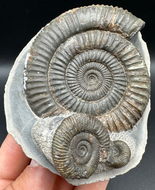 Dactylioceras Multi ammonite fossil with box and stand - Whitby, North Yorkshire Jurassic Coast, Yorkshire Fossils