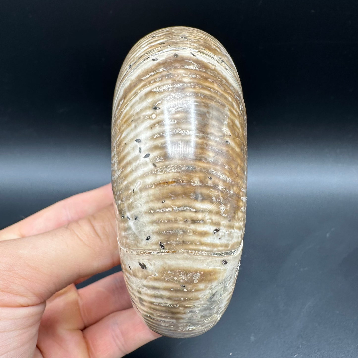 Puzosia Ammonite Fossil With Box And Stand - Cretaceous Ammonite Madagascar