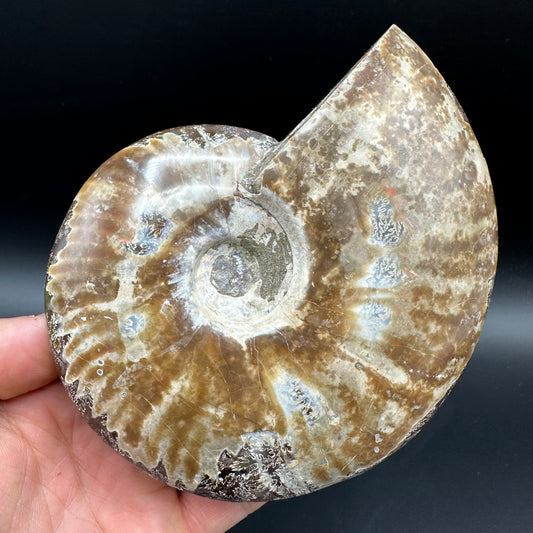 Cleoniceras Ammonite Fossil With Stand - Cretaceous Ammonite Madagascar