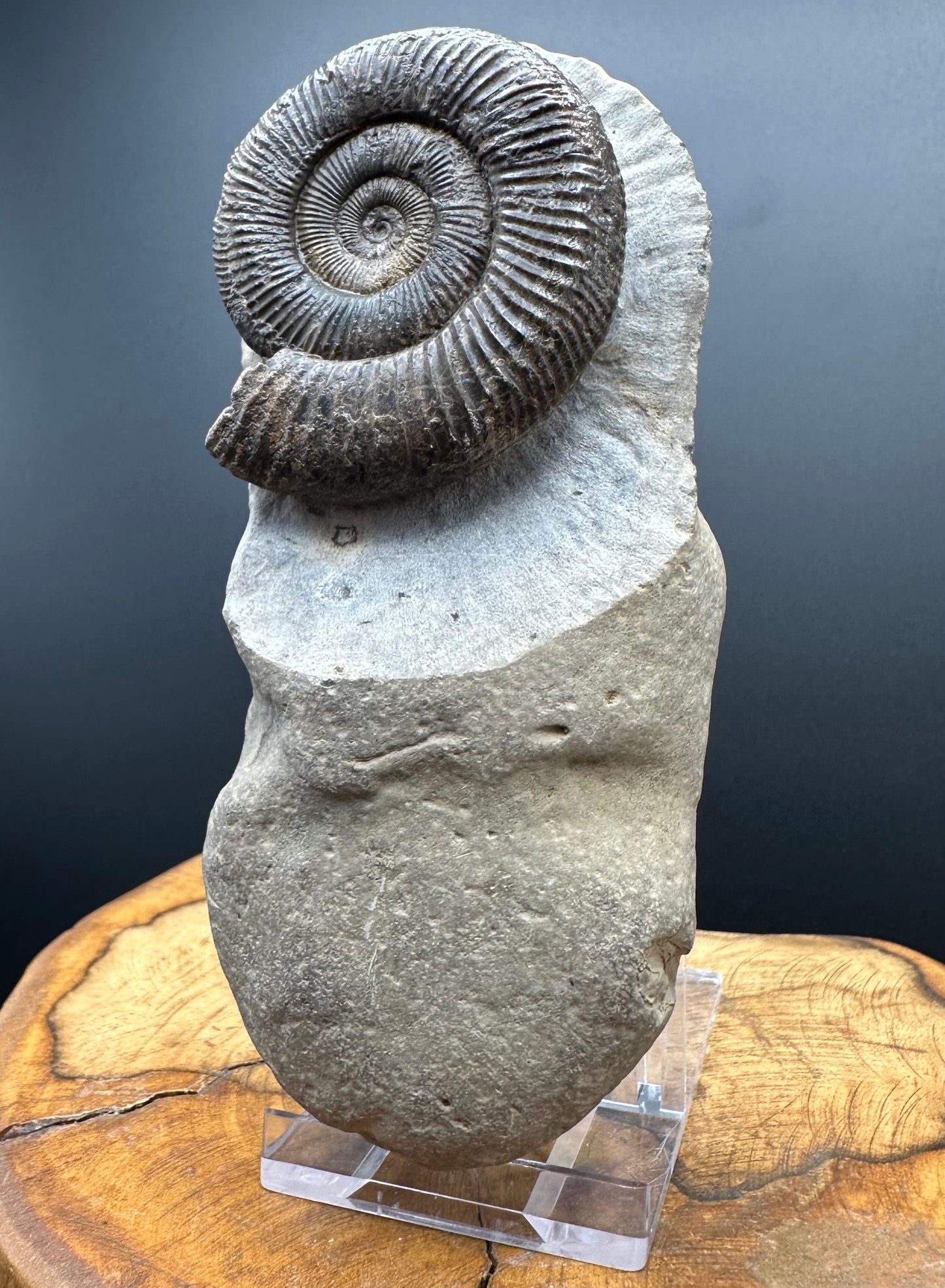 Dactylioceras Ammonite Fossil With box and Stand - Whitby, North Yorkshire Jurassic Coast Yorkshire Fossils