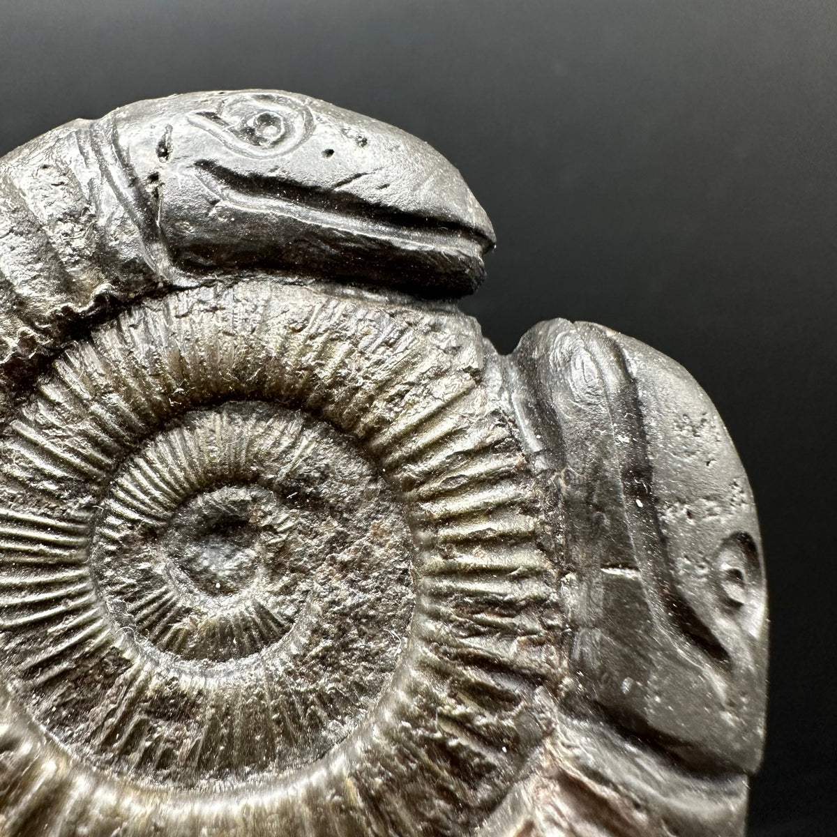 Hydra Snakestone Ammonite Fossil With Bag/Box And Stand - Whitby, North Yorkshire Jurassic Coast Yorkshire Fossils