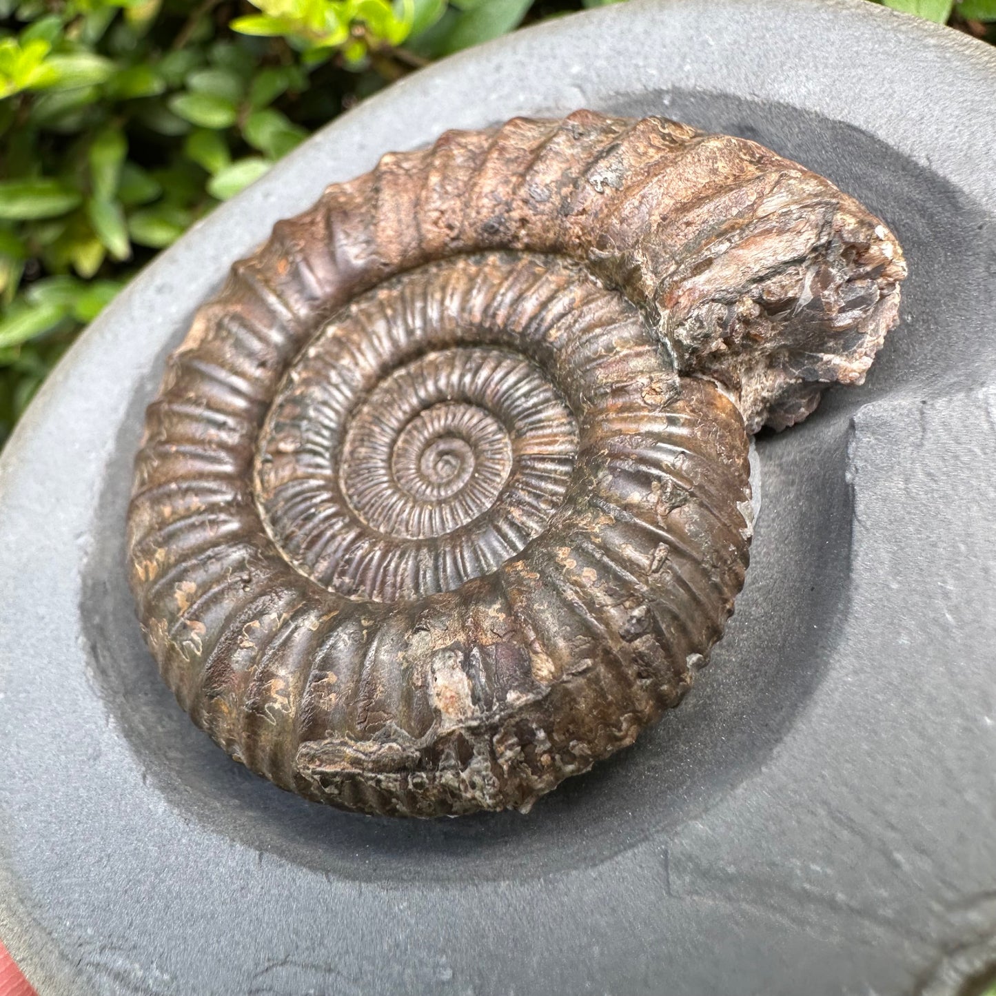 Golden Egg (IMPLANT) Ammonite fossil with stand - Whitby, North Yorkshire Jurassic Coast
