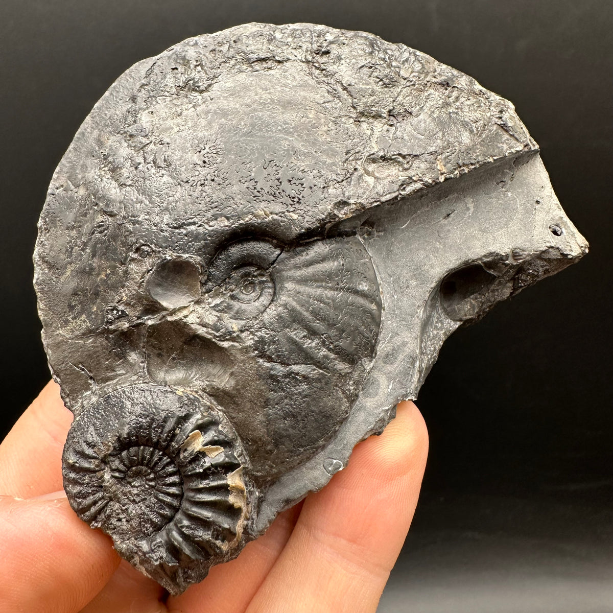 Pleuroceras hawskerense / Amauroceras Ammonite fossil with box and stand - Whitby, North Yorkshire Jurassic Coast, Yorkshire fossils