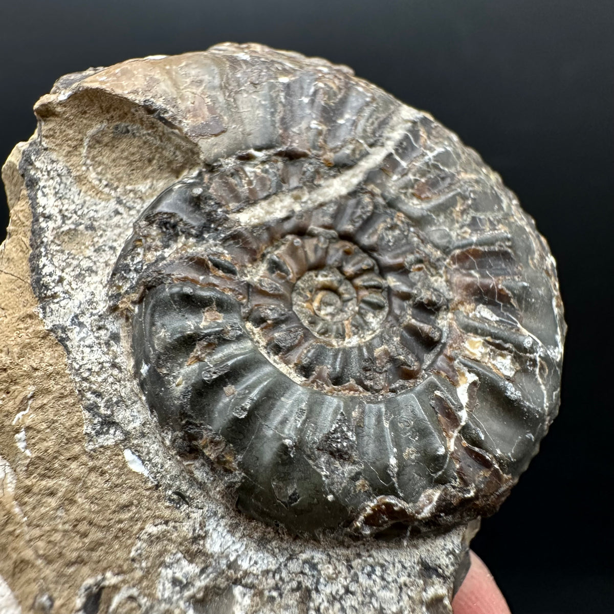 Amaltheus subnodosus Ammonite fossil with stand - Whitby, North Yorkshire Jurassic Coast Yorkshire Fossils