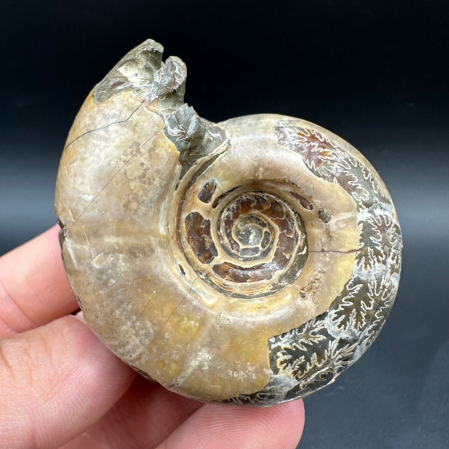 Puzosia Ammonite Fossil With Box And Stand - Cretaceous Ammonite Madagascar