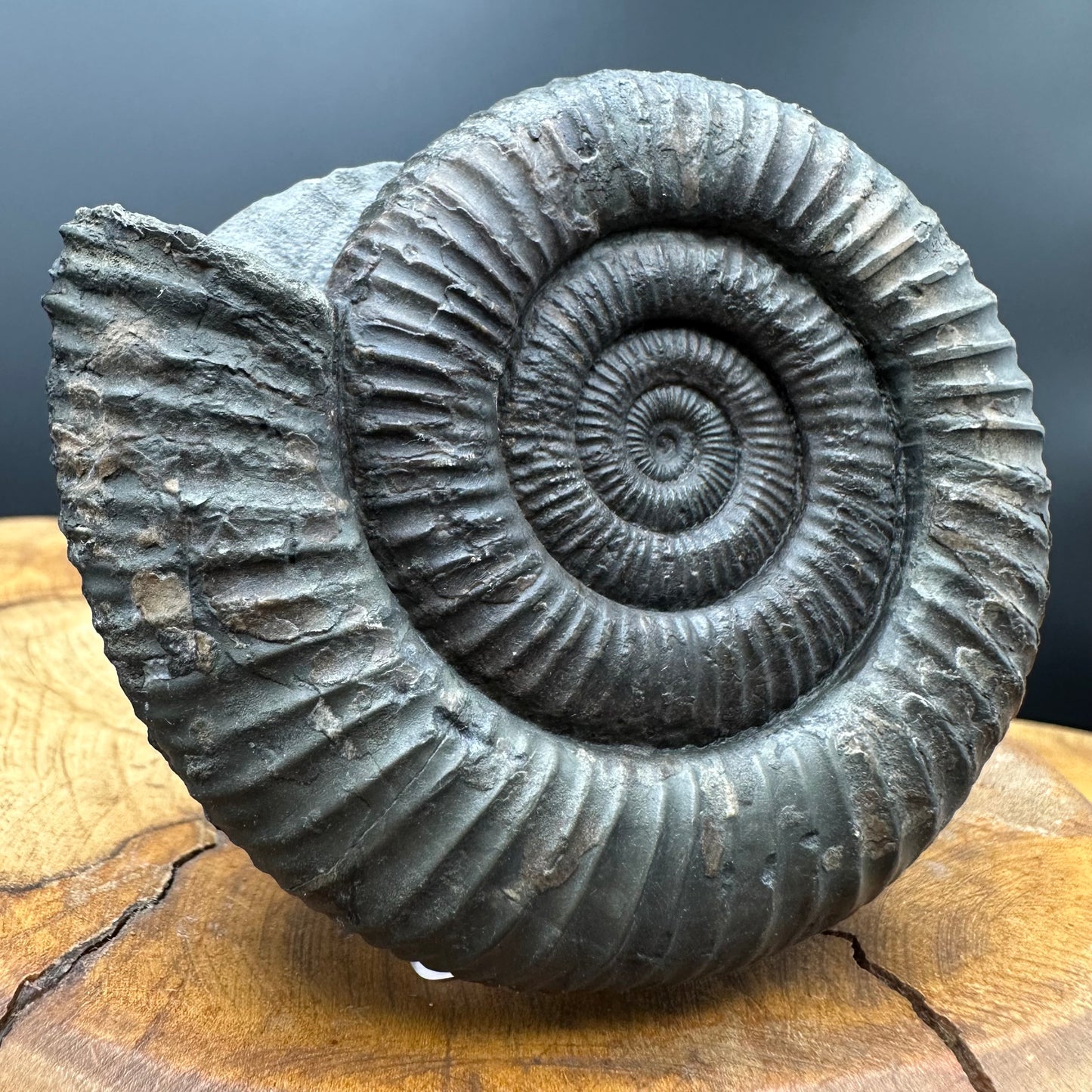 Dactylioceras Ammonite Fossil With box and Stand - Whitby, North Yorkshire Jurassic Coast Yorkshire Fossils