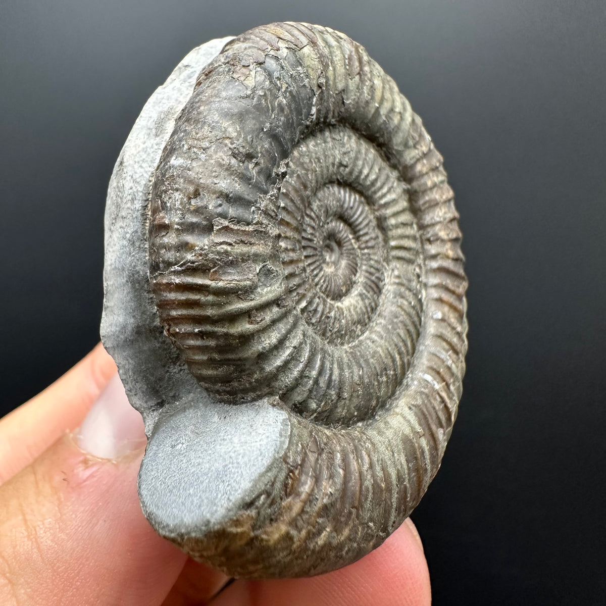 Dactylioceras Ammonite Fossil With box and Stand - Whitby, North Yorkshire Jurassic Coast Yorkshire Fossils
