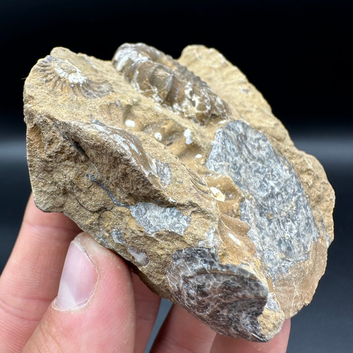 Androgynoceras Capricornus ammonite fossil with box and stand - Whitby, North Yorkshire Jurassic Coast Yorkshire Fossils