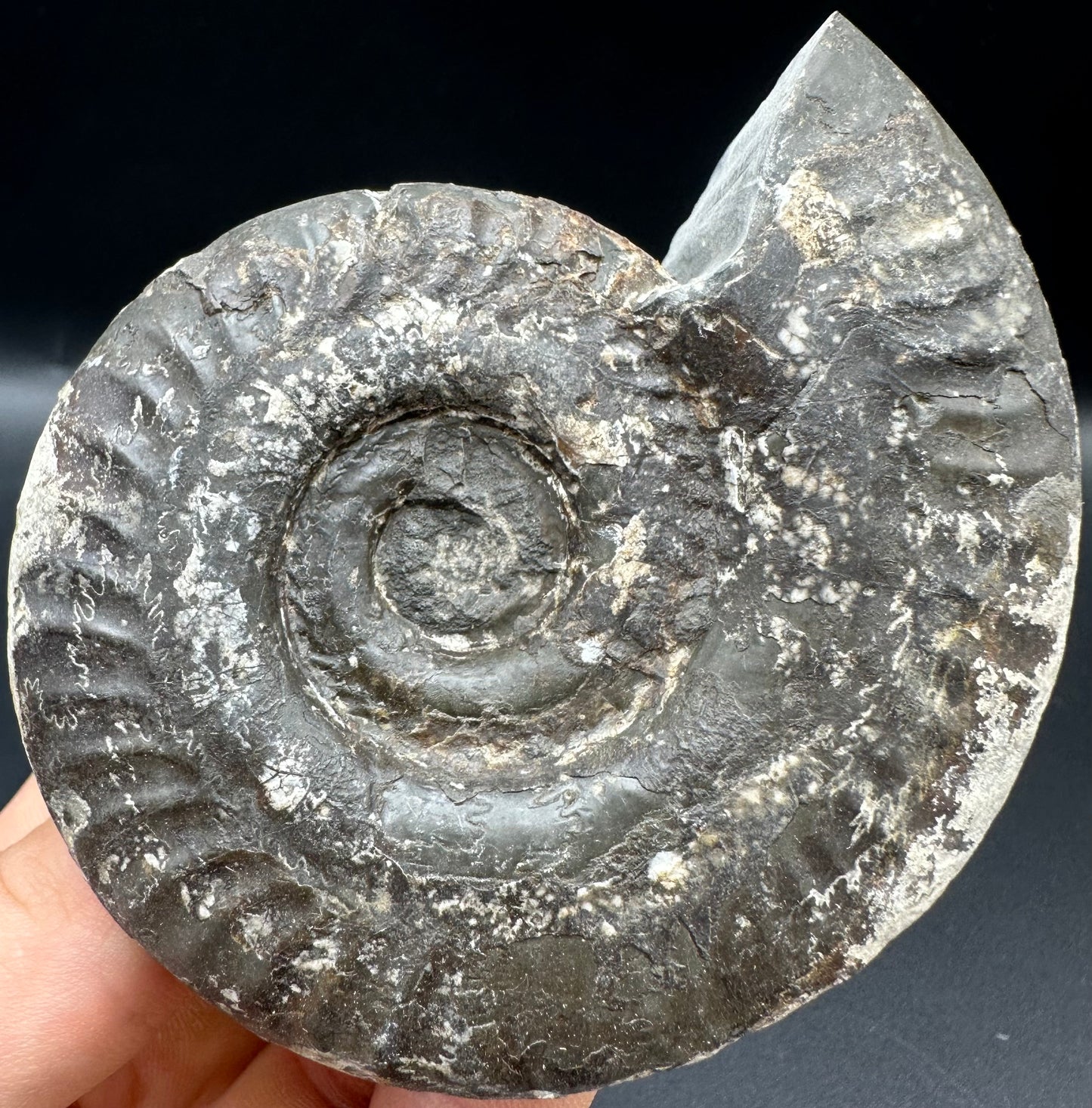 Hildoceras Bifrons Ammonite fossil with box and stand - Whitby, North Yorkshire Jurassic Coast, Yorkshire Fossils from the Jurassic Coast