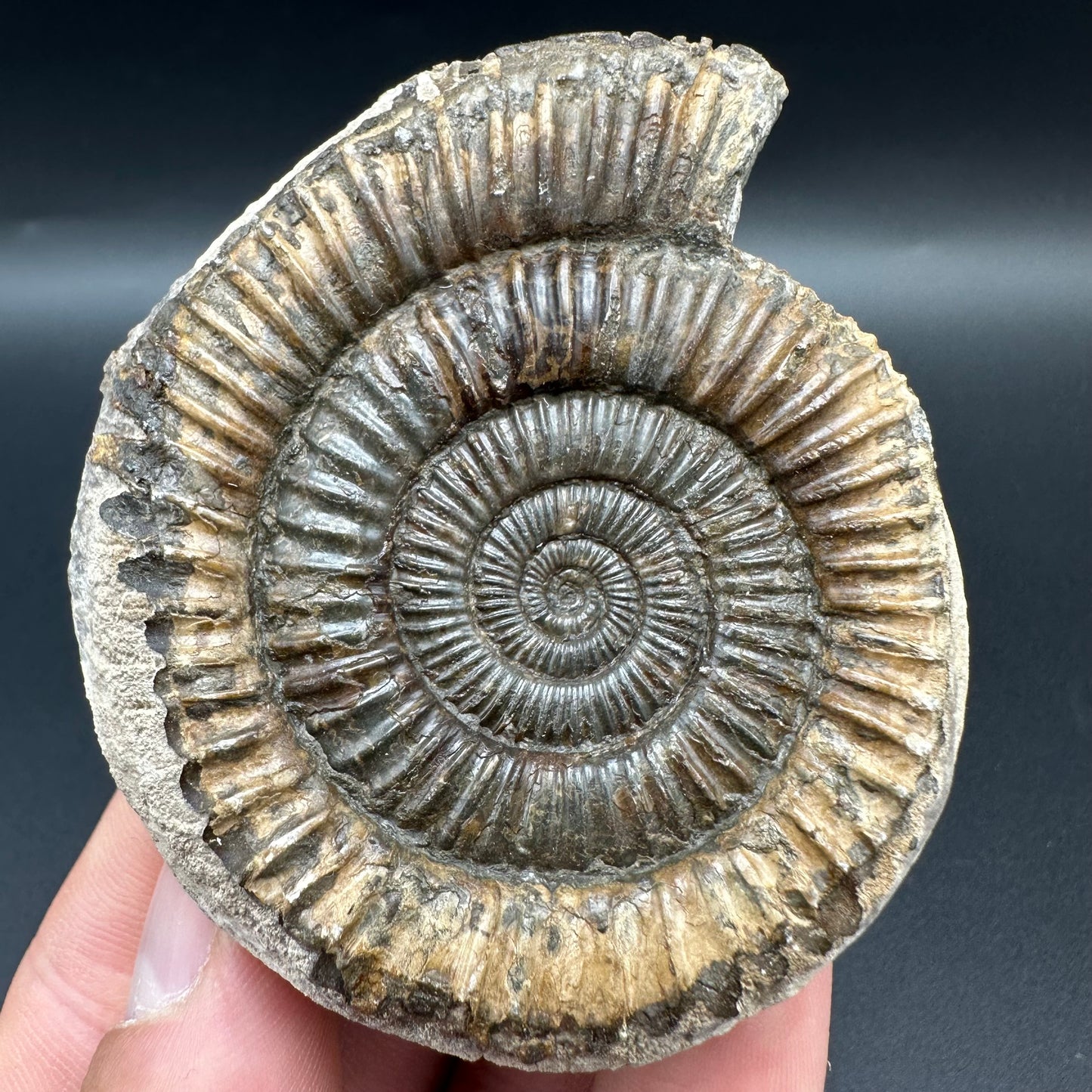 Dactylioceras Ammonite Fossil With Box And Stand - Whitby, North Yorkshire Jurassic Coast Yorkshire Fossils