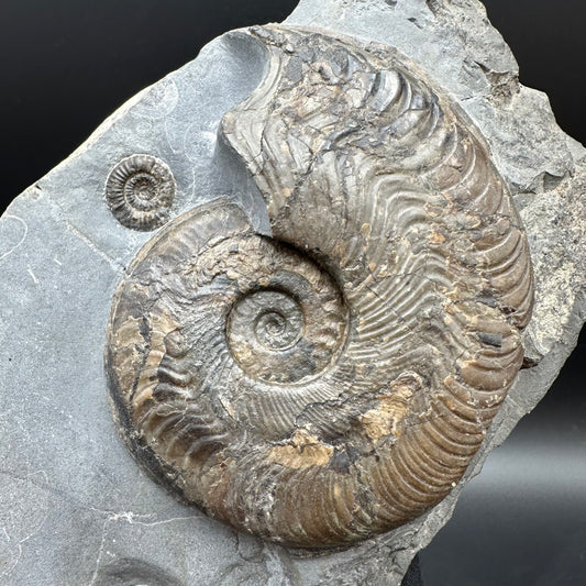 Harpoceras Sp. Ammonite fossil with stand - Whitby, North Yorkshire Jurassic Coast Yorkshire Fossils